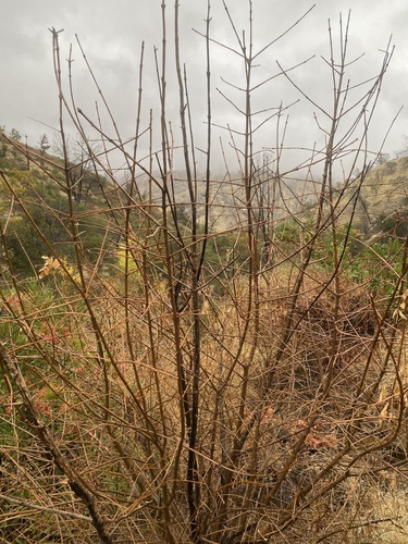 Image of Fraxinus dipetala by (c) fern Wildtruth, some rights reserved (CC BY)