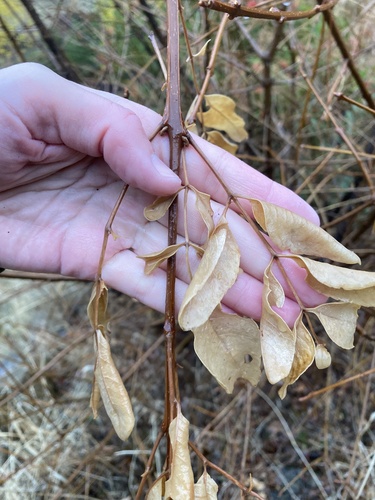 Image of Fraxinus dipetala by (c) fern Wildtruth, some rights reserved (CC BY)