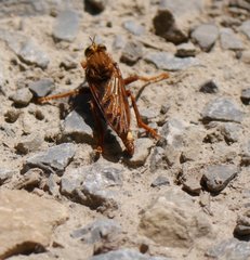 Asilus crabroniformis