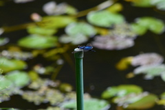 Rhyothemis triangularis