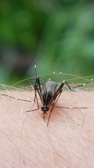 Aedes koreicus