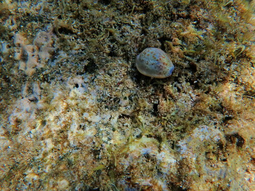 Naria helvola observed 2024-06-08