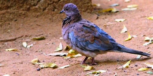 Laughing Dove