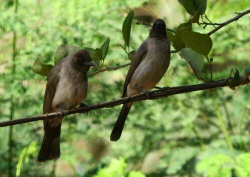 Common Bulbul