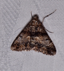 Gastrinodes argoplaca