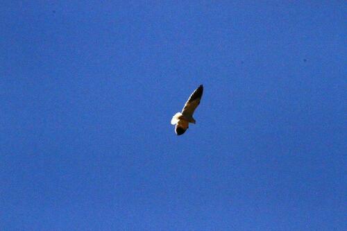 Black-winged Kite