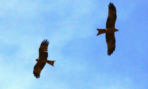 Black Kite