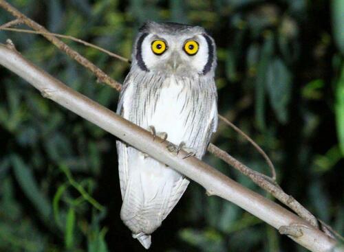Northern White-faced Owl