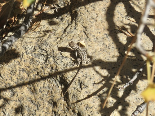 iNaturalist observation photo of Common Sagebrush Lizard