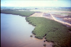 Bruguiera gymnorhiza