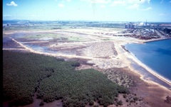 Bruguiera gymnorhiza