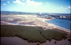 Bruguiera gymnorhiza