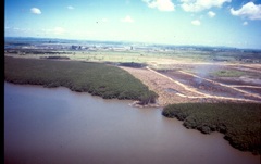 Bruguiera gymnorhiza