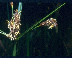 Bolboschoenus glaucus
