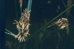 Bolboschoenus glaucus