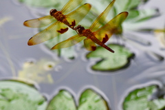 Hydrobasileus croceus