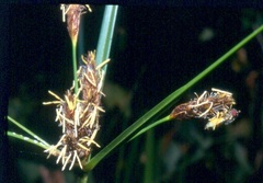 Bolboschoenus glaucus