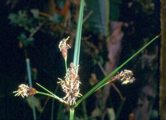 Bolboschoenus glaucus