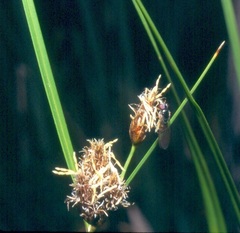 Bolboschoenus glaucus