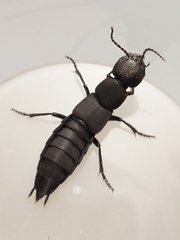 Ocypus olens