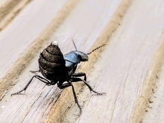 Ocypus olens