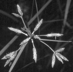 Bolboschoenus glaucus