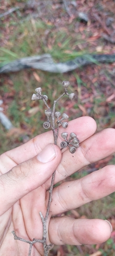 Eucalyptus montivaga 2