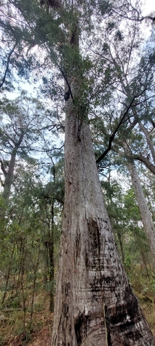 Eucalyptus montivaga 3