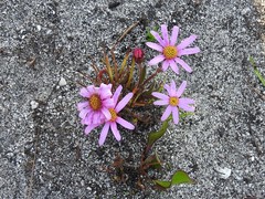 Mairia coriacea