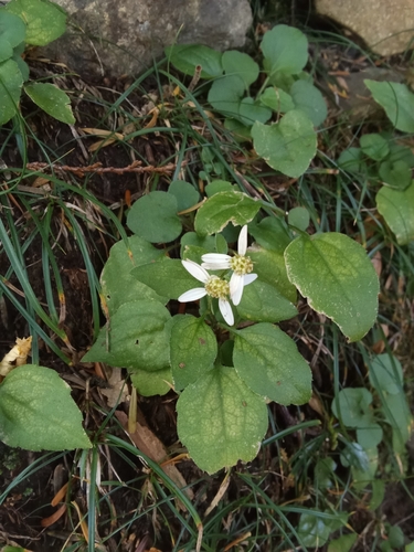Aster sugimotoi iNat (2)