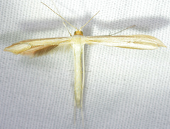 Hellinsia paleaceus