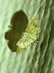 Neurophyseta
