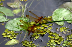 Hydrobasileus croceus