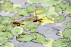 Hydrobasileus croceus