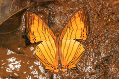 Cyrestis lutea