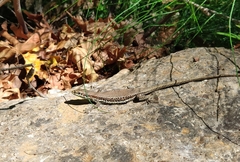 Phoenicolacerta troodica