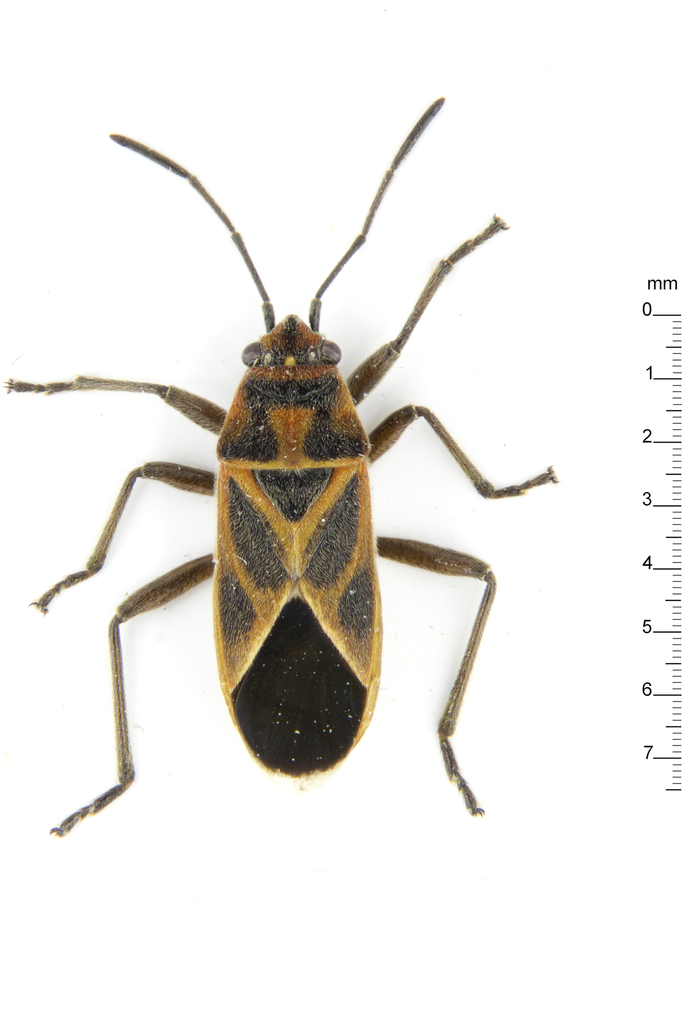 Lygaeid bug
