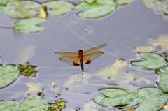 Hydrobasileus croceus