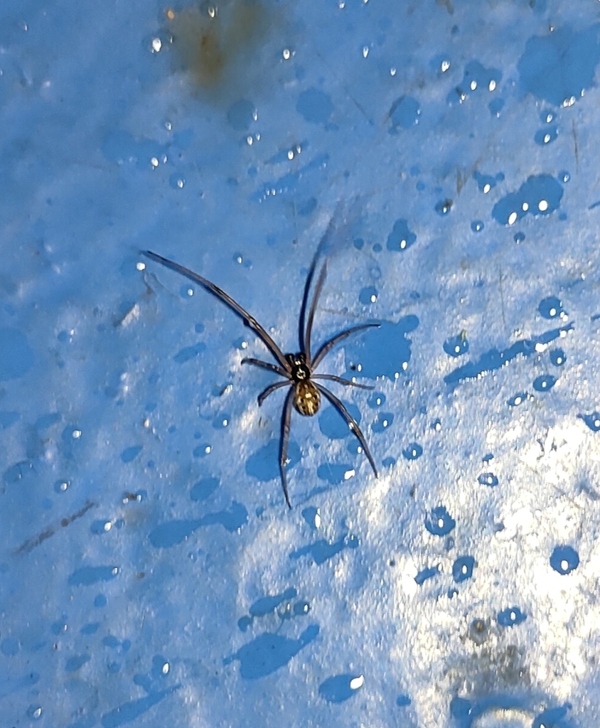 Brown Button (Latrodectus geometricus)