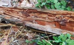 Phoenicolacerta troodica