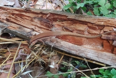 Phoenicolacerta troodica