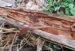 Phoenicolacerta troodica