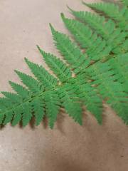 Dryopteris intermedia