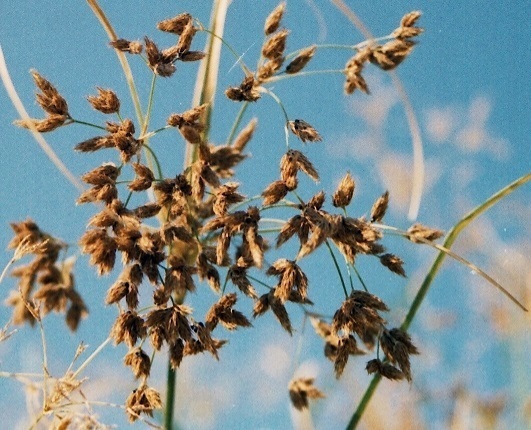 Bolboschoenus nobilis