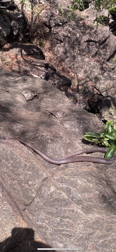 Spotted Python sighting