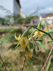 Solanum lycopersicum cerasiforme