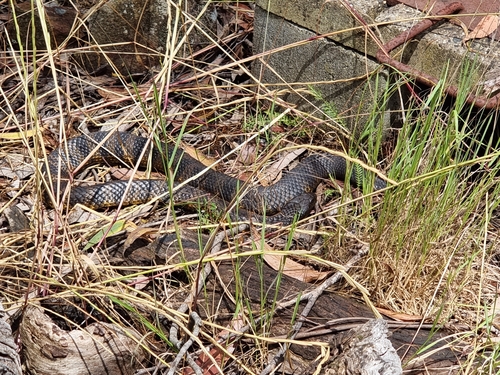 Tiger Snake sighting