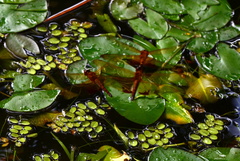 Hydrobasileus croceus