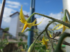 Solanum lycopersicum cerasiforme
