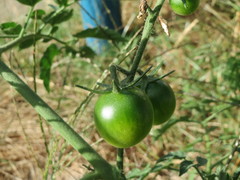 Solanum lycopersicum cerasiforme